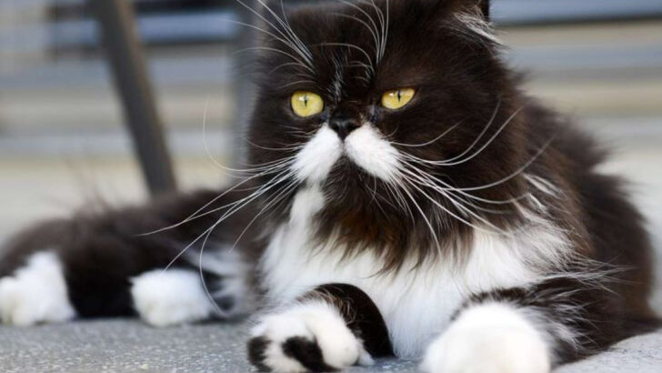 19 Elegant Black and White Cats That Always Stand Out