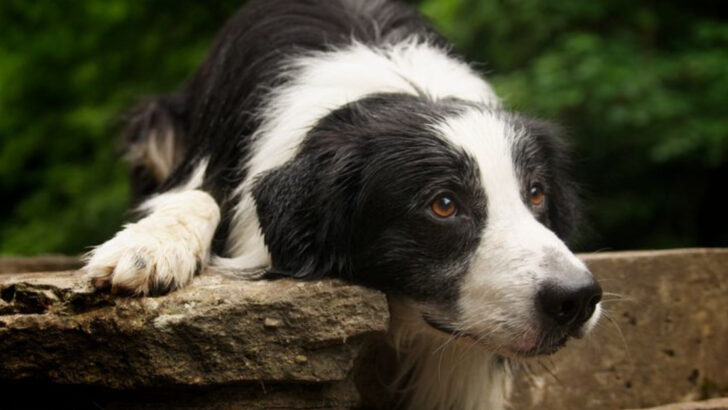 23 Emotional Dog Breeds That Should Never Be Left Alone