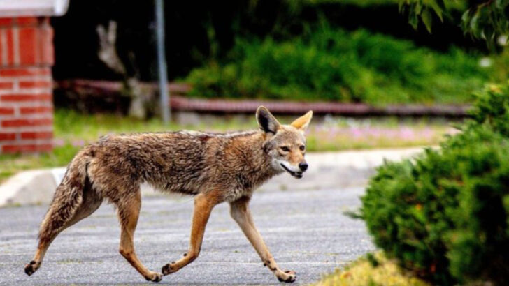 13 Essential Tips for Dealing With a Coyote in Your Backyard