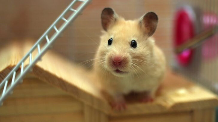 18 Fascinating Hamsters Facts You Didn’t Know