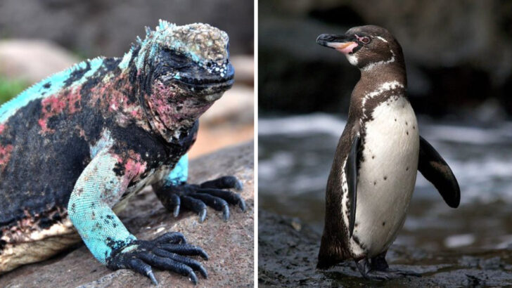 Galápagos Wildlife Like You’ve Never Seen: 20 Species That Define the Islands