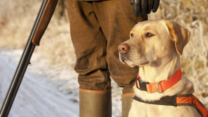 25 Hard-Working Hunting Dogs to Take Along in the Field