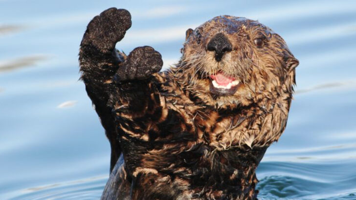 19 Incredible Facts About Sea Otters You Probably Didn’t Know