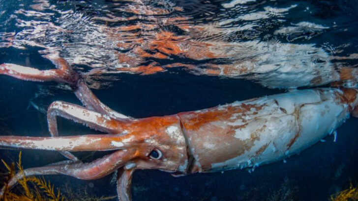 21 of the Largest Sea Creatures Ever Discovered in Our Oceans