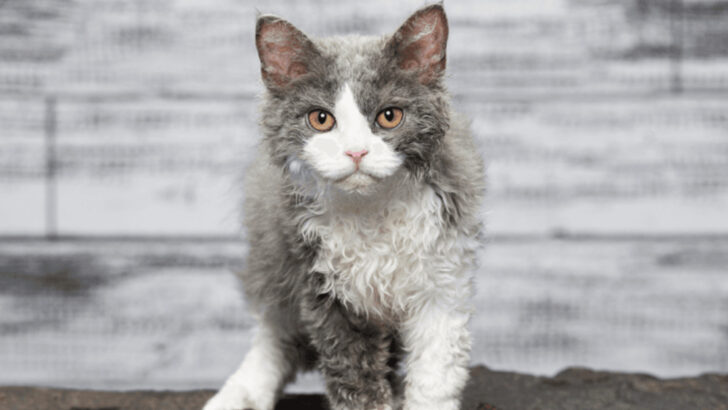 22 Least Adopted Cat Breeds in the United States