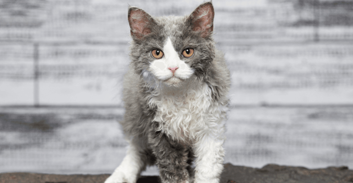 22 Least Adopted Cat Breeds in the United States - Exploring Animals