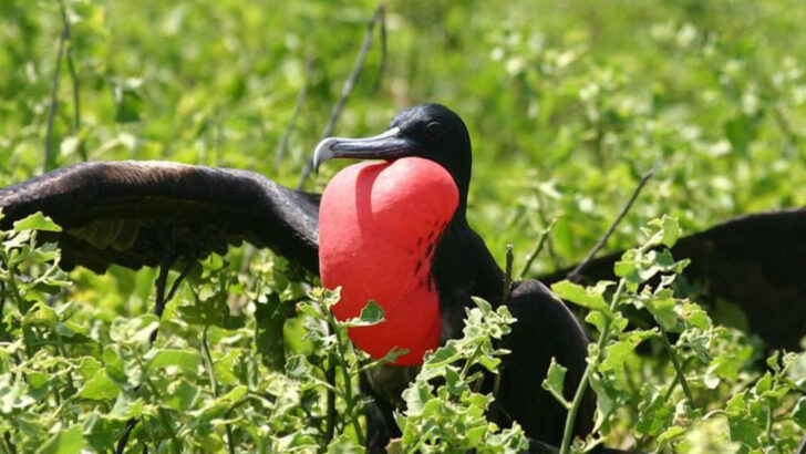 24 Little-Known Facts About the World’s Rarest Birds