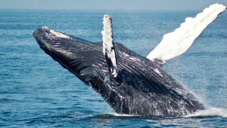 Might of the wild: Here are the 16 largest mammals on Earth