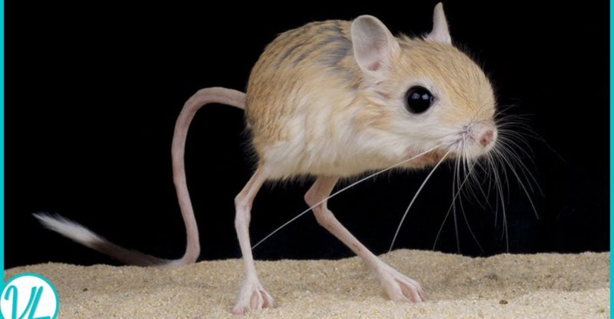 23 “Mini” Animals You Didn’t Know Existed That Will Warm Your Soul ...