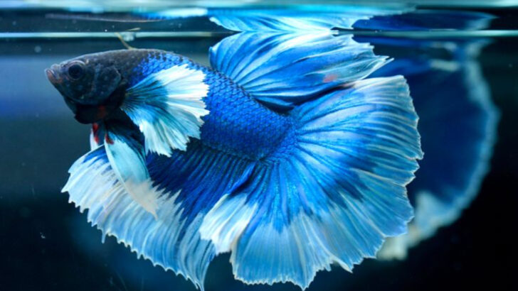 30 Most Beautiful Fish in the World