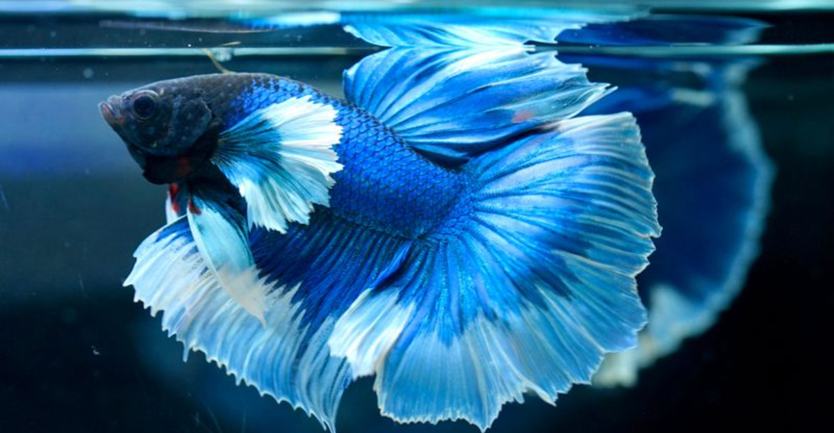 30 Most Beautiful Fish in the World - Exploring Animals