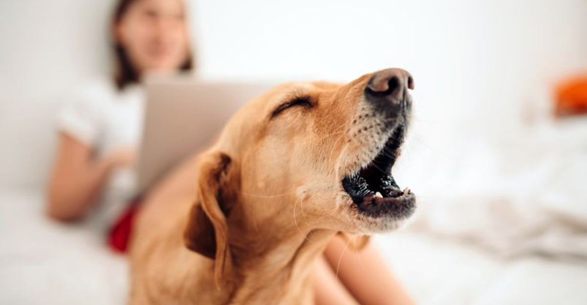 The 11 Most Effective Ways to Get Your Dog to Stop Barking - Exploring ... - Effective Ways To Calm A Barking Dog With Emotional Regulation