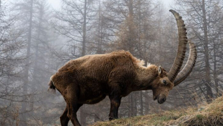 25 Most Endangered Animals and Wildlife in Europe