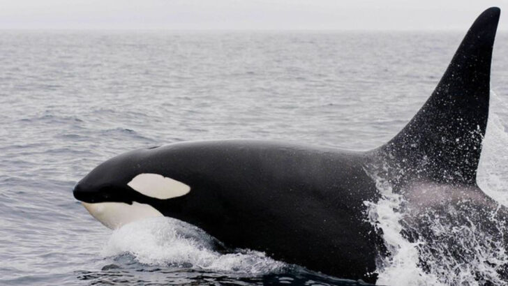 16 Most Endangered Whales That Could Disappear Forever