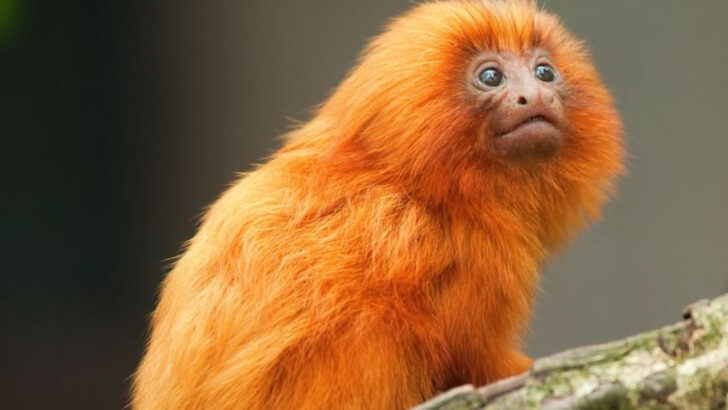 23 Most Harmless Animals in The World You Won’t Believe Exist