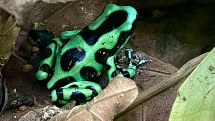 26 Most Unusual Rainforest Animals