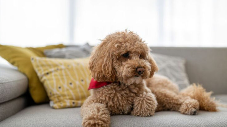 17 Must Know Facts About Miniature Poodles and How to Raise Them Right