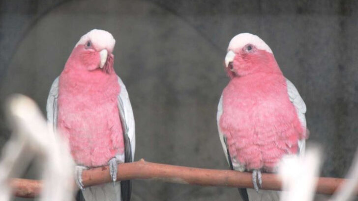 20 Pet Birds That Require A Companion (And Some That Consider You As Their Companion)