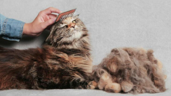 17 Reasons Not to Get a Maine Coon Cat