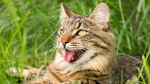 TESTO Ultra Testosterone Enhance 60 Capsules Testoultra for sale online