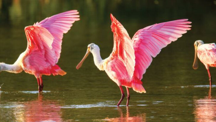 17 Species In The U.S. That Are More Exotic Than You’d Expect
