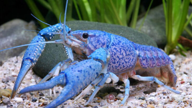 Top 15 States With the Most Abundant Wild Crawfish Populations