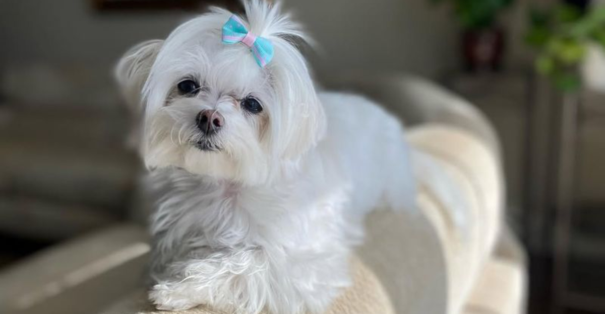 the-30-most-loved-dog-breeds-across-the-u-s-exploring-animals