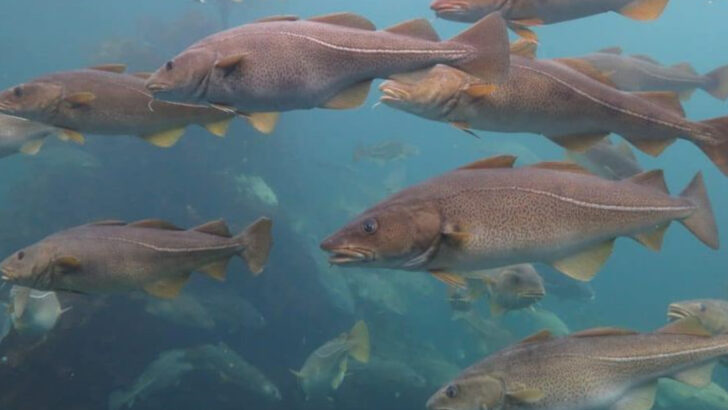 The Most Overfished Fish in the U.S. and the Shocking Impact on Your Health and the Planet