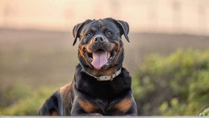The Most Popular Dog Breed in America is No Longer a Lab or Golden Retriever. See The Top 30