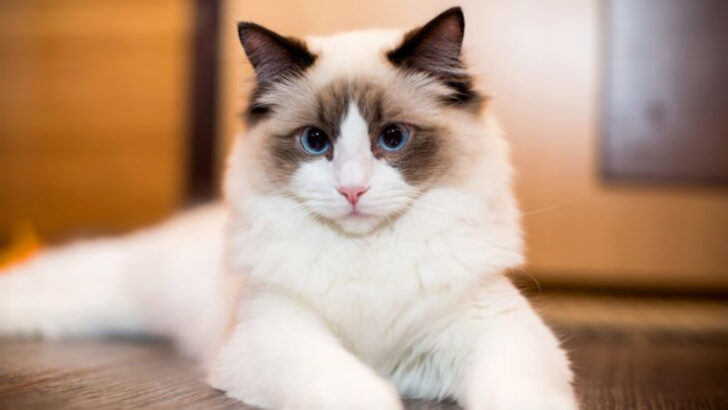 17 Things You Didn’t Know About Ragdoll Cats and Their Puppy-Like Charm