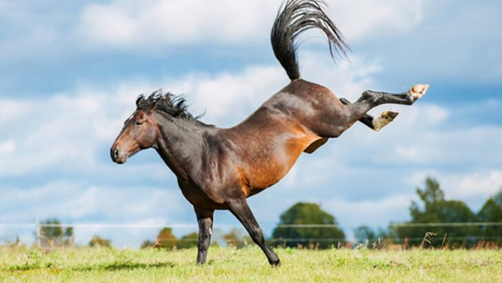 16 Ways Horses Can Be Dangerous Pets and Some Ways They Can Heal Your Soul