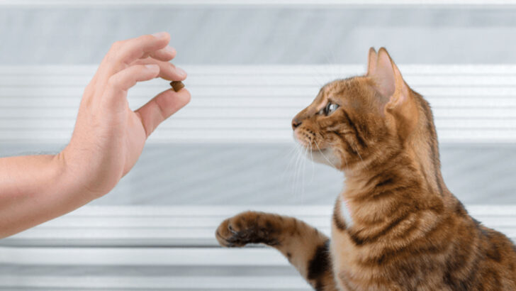 20 Ways to Discipline Your Cat the Right Way