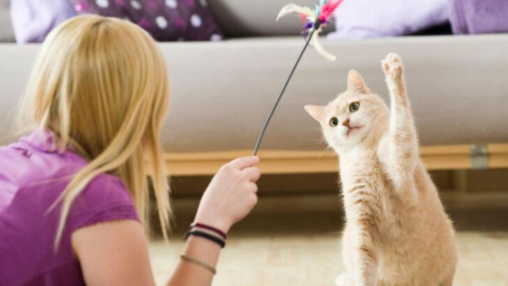 13 Ways to Prevent Your Cat Becoming Bored and Aggressive