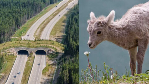 23 Wildlife Corridors Saving Species from Extinction - Exploring Animals - Properties With Wildlife Corridors In Forests
