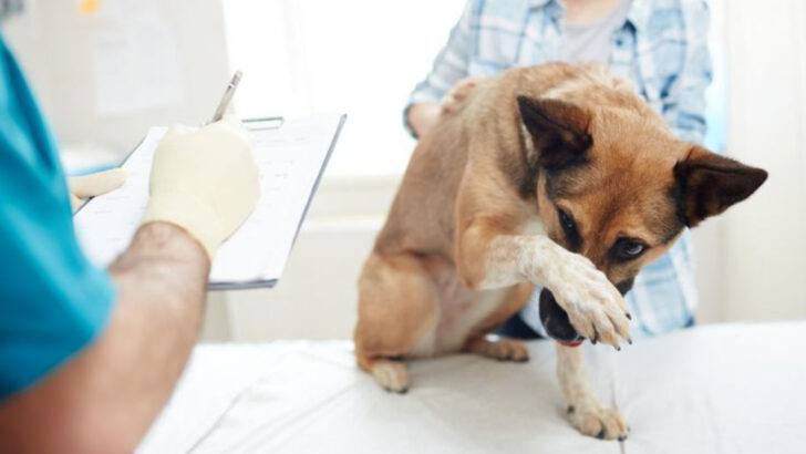 10 Things Dogs Are Afraid Of (And 8 Ways to Help Them Overcome Those Fears)