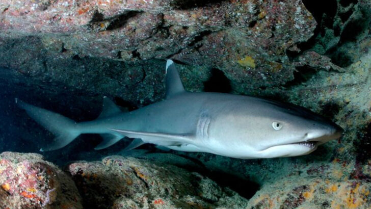 11 Forgotten Shark Species That Used to Terror U.S. Beaches in the 1900s