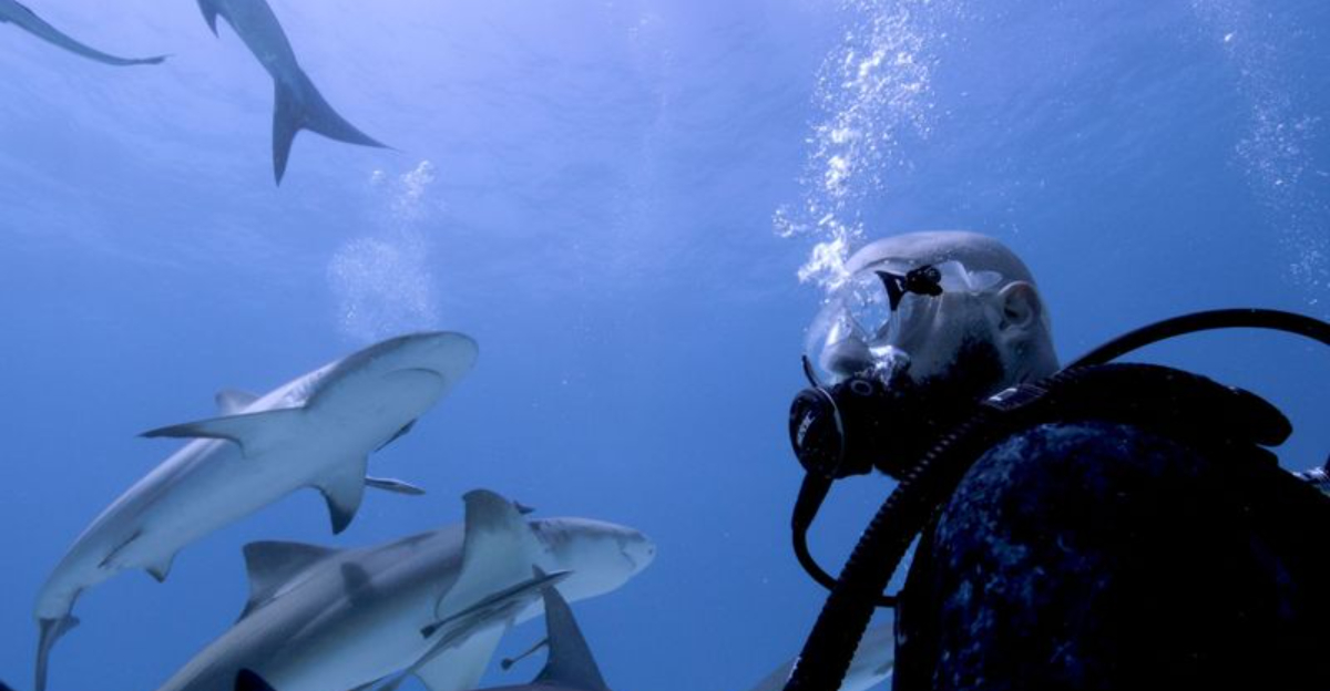 11 Most Common Colors and Objects That Attract Sharks - Exploring Animals