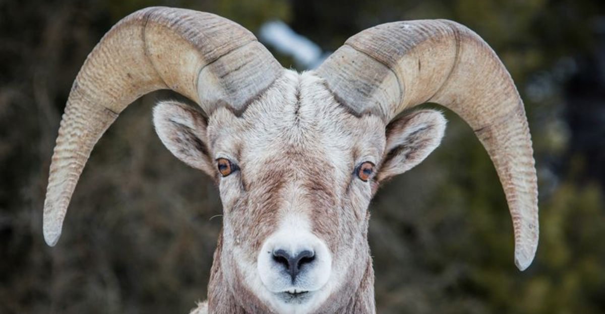 11 Reasons Bighorn Sheep Are the True Kings of the Mountains ...