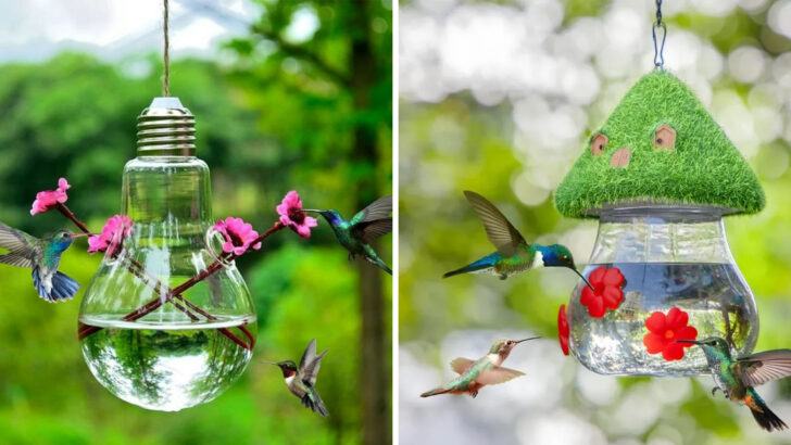 12 Alternatives to Sugar Water That Will Attract Hummingbirds
