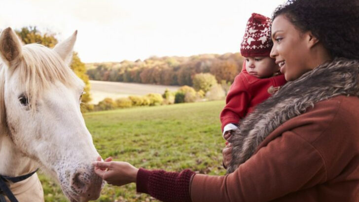 12 Unwritten Rules of Respect and Trust Between Horses and Their People