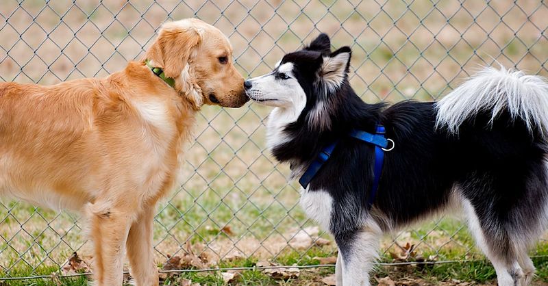 12. Inappropriate Sniffing