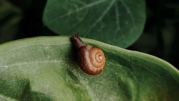 13 Creatures That Took Hours to Move a Few Feet—And Still Survived Predators