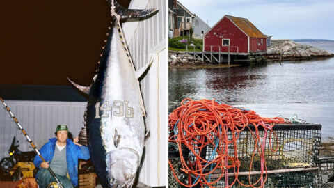 13 Details About The Biggest Tuna Ever Caught Exploring Animals