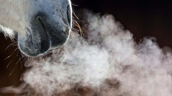 13 Hidden Signals Your Horse Is Sending That Even Experienced Riders Often Miss