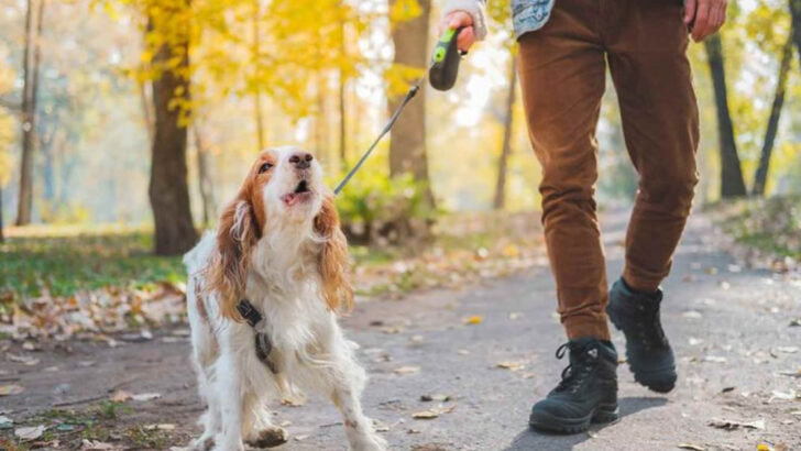 13 Loose Leash Training Tips Every Dog Owner Should Know