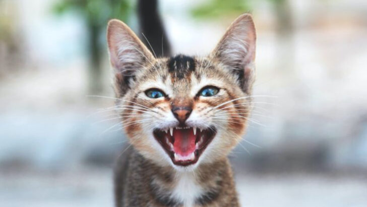 13 Mysteries Behind Cat “Chirping”—What Science Thinks They’re Really Saying