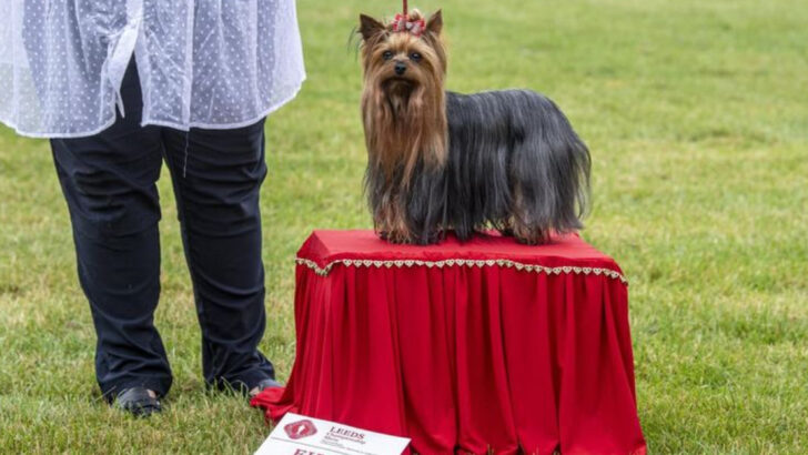 13 Reasons People Buy Purebred Dogs