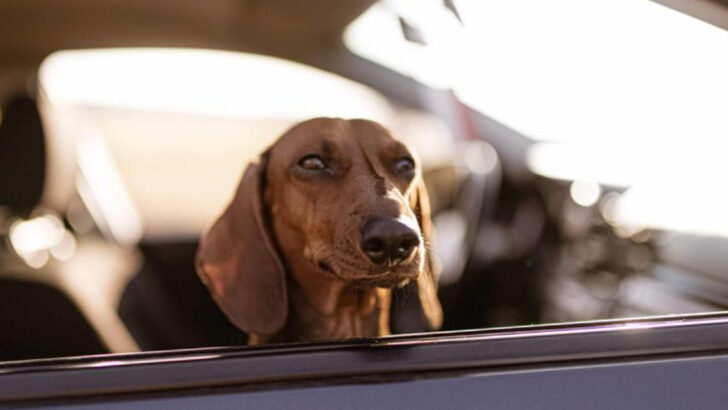 13 Senior-Dog Activities That Add Joy and Extra Years to Their Life