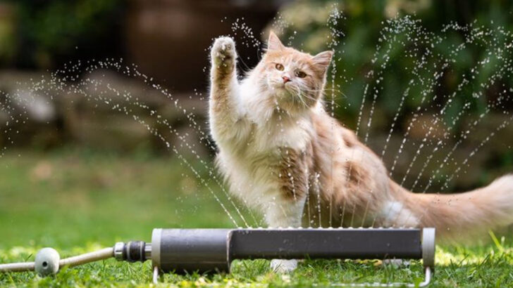 13 Tips for a Shiny, Healthy Cat Coat During Summer