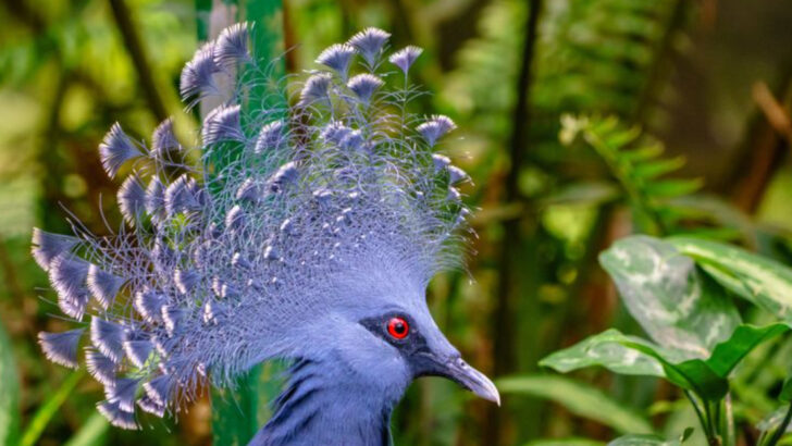 13 Traits of the Victoria Crowned Pigeon That Make it the World’s Most Elegant Bird